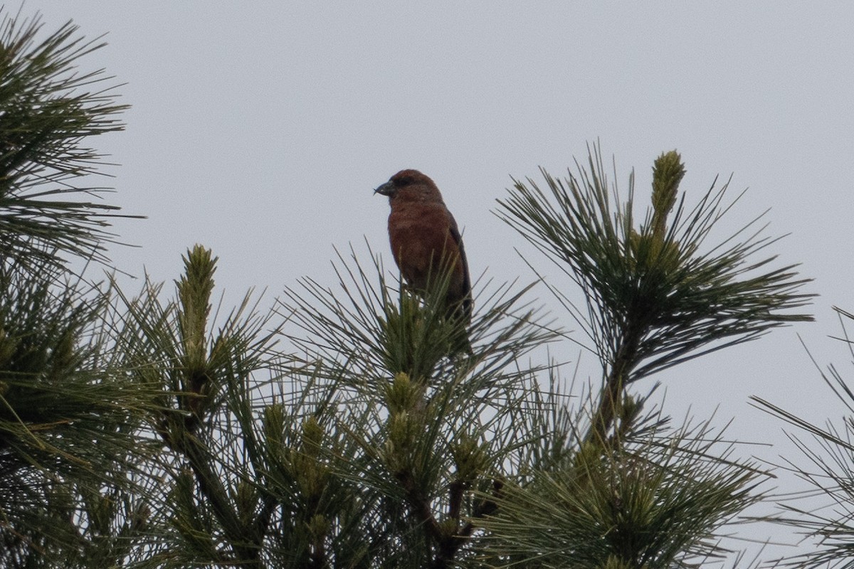 Red Crossbill (Appalachian or type 1) - ML636577189