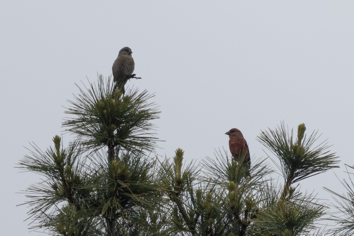 Red Crossbill (Appalachian or type 1) - ML636577190