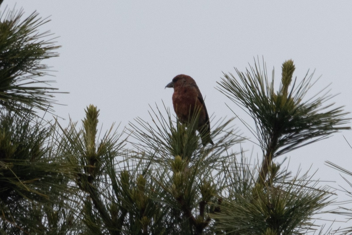 Red Crossbill (Appalachian or type 1) - ML636577191
