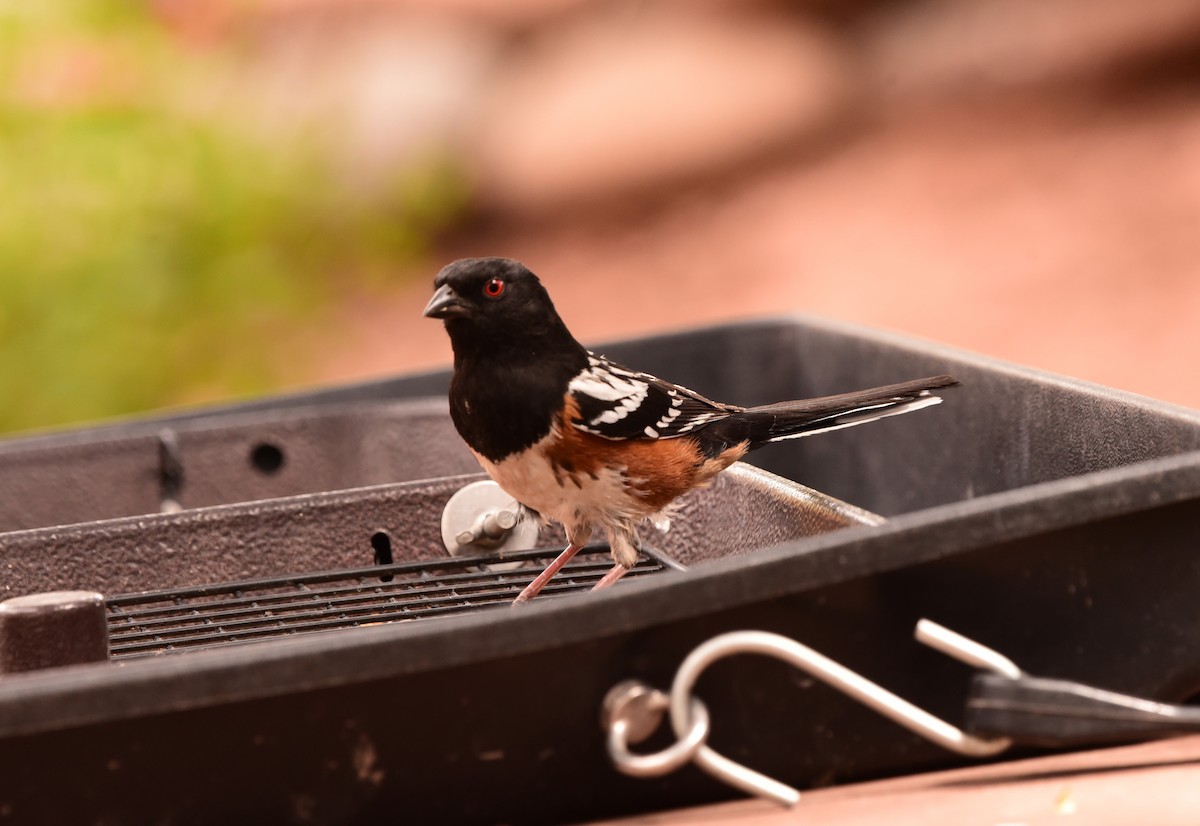 Spotted Towhee - ML636577203