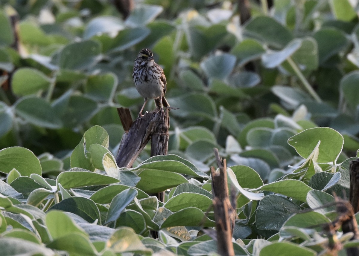 Savannah Sparrow - ML63657721