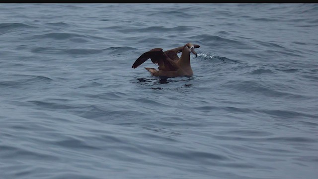Black-footed Albatross - ML636577298