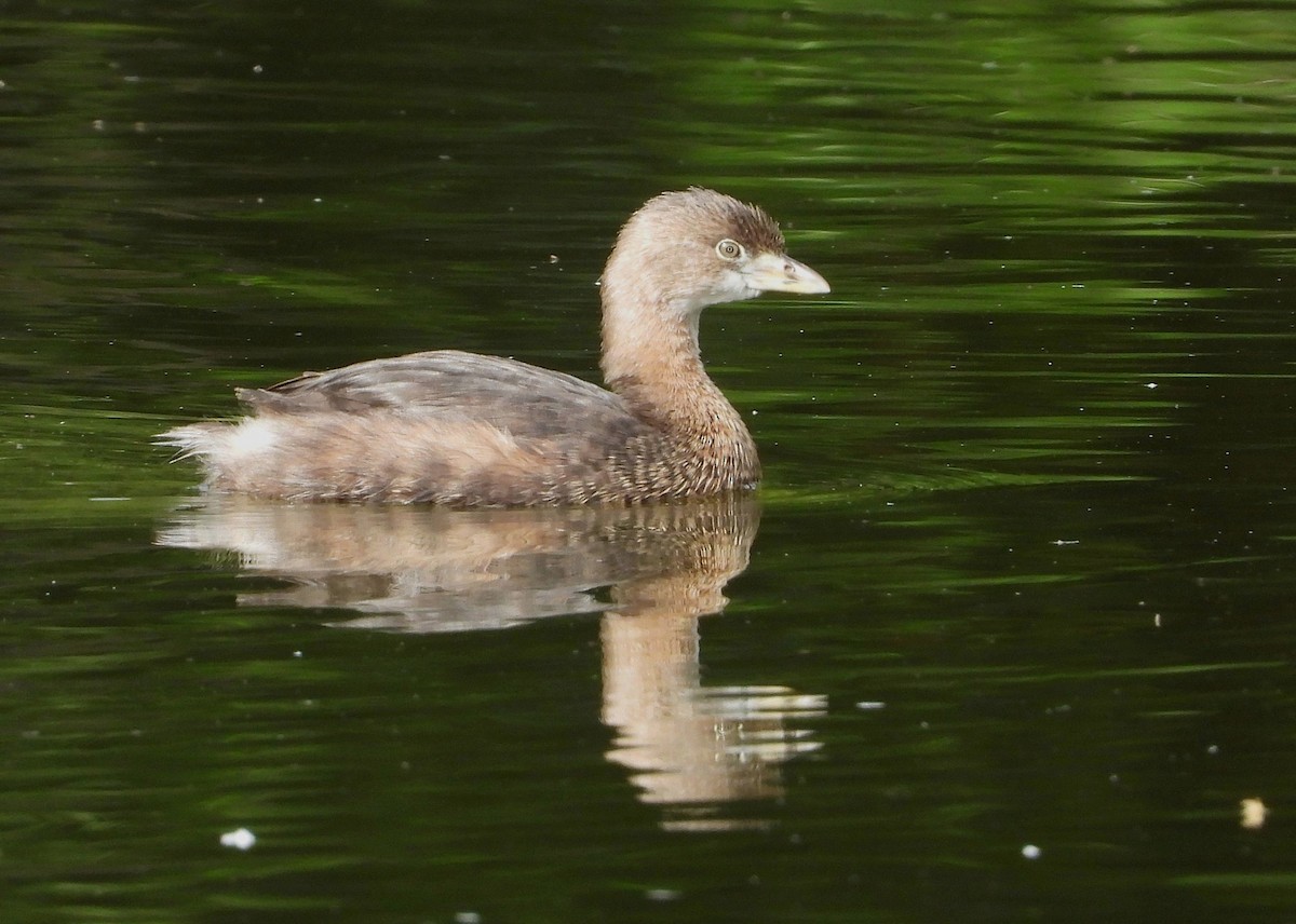 Pied-billed Grebe - ML636577611