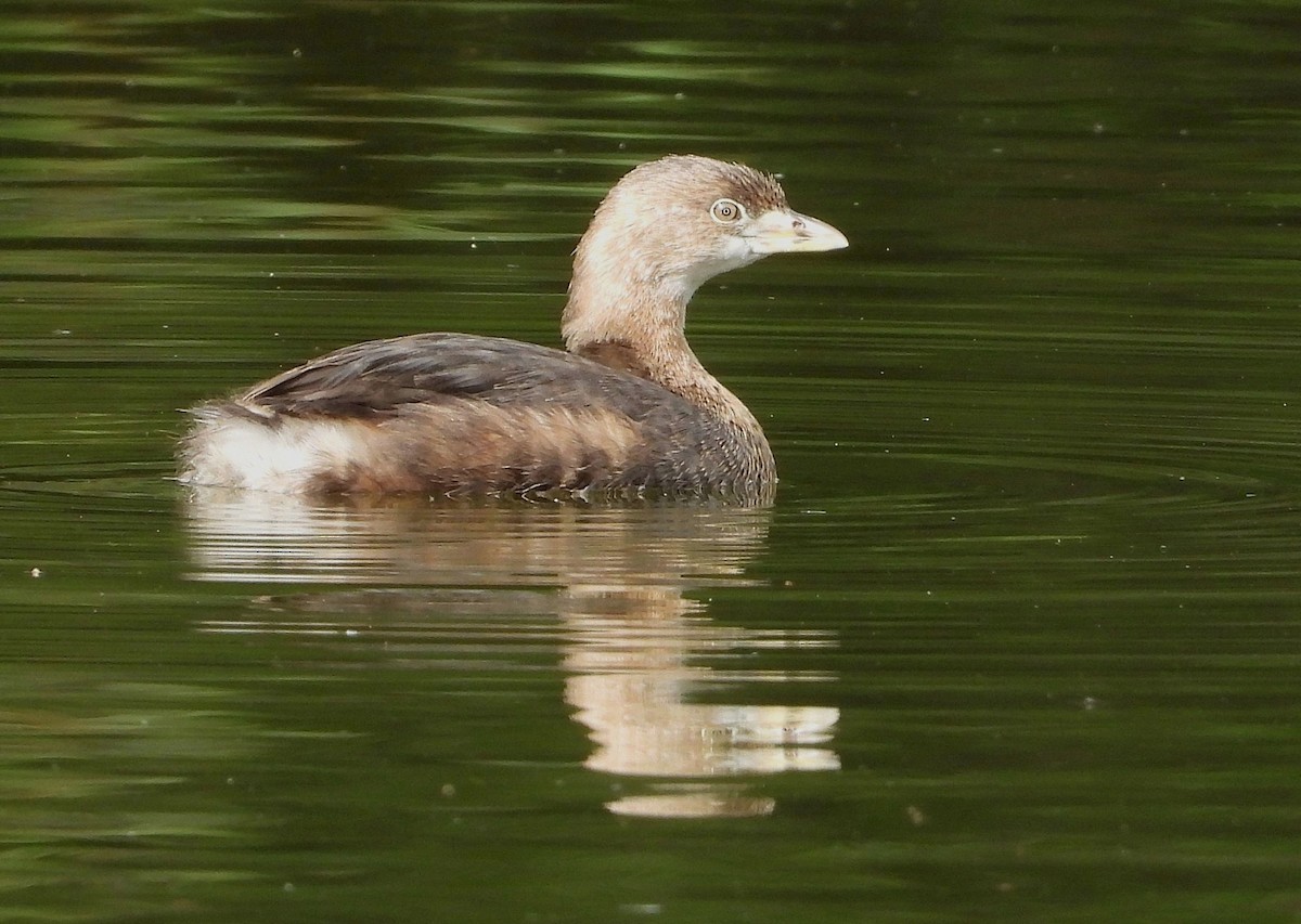 Pied-billed Grebe - ML636577653