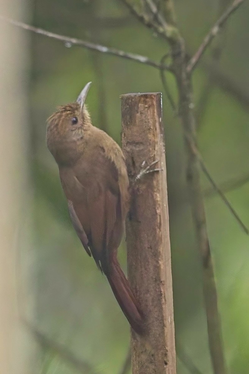White-throated Woodcreeper - ML636577860
