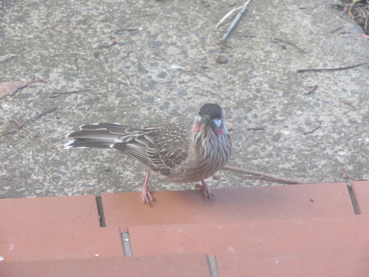 Red Wattlebird - ML636577864