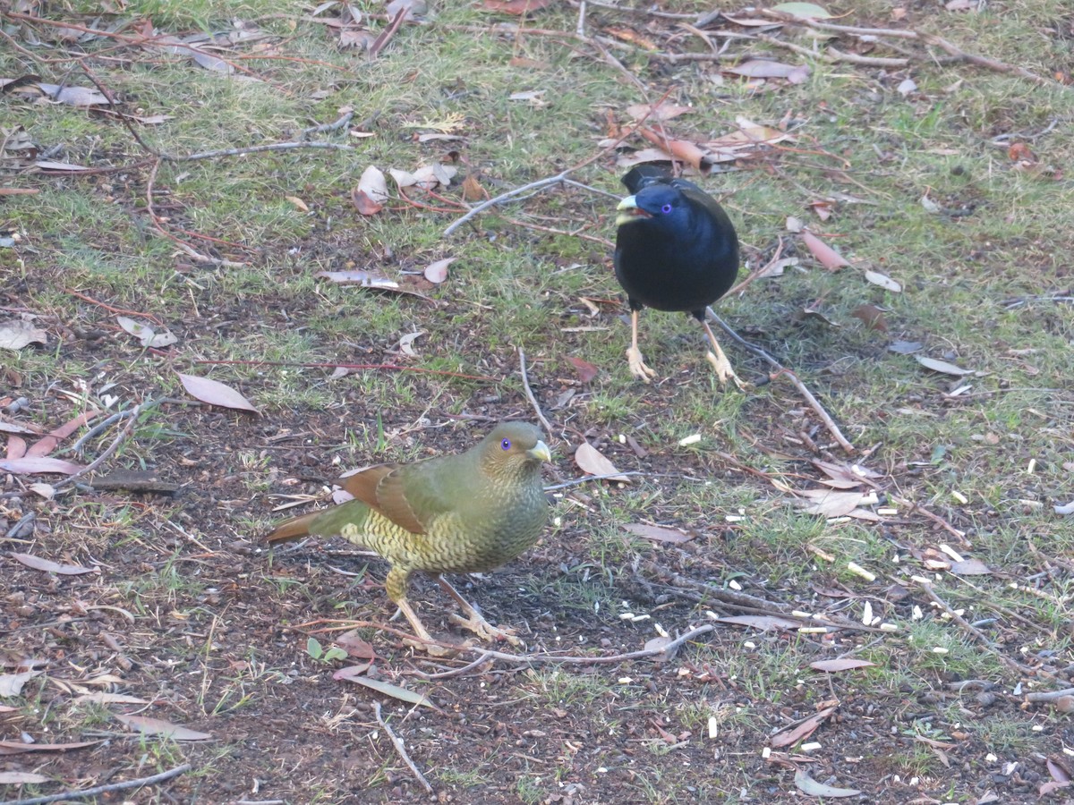Satin Bowerbird - ML636577872