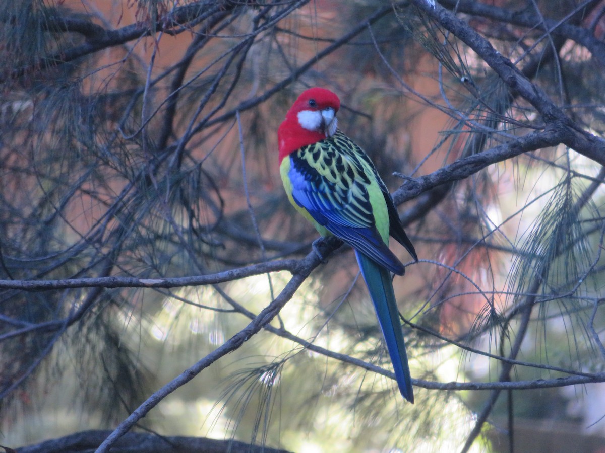 Eastern Rosella - ML636578048