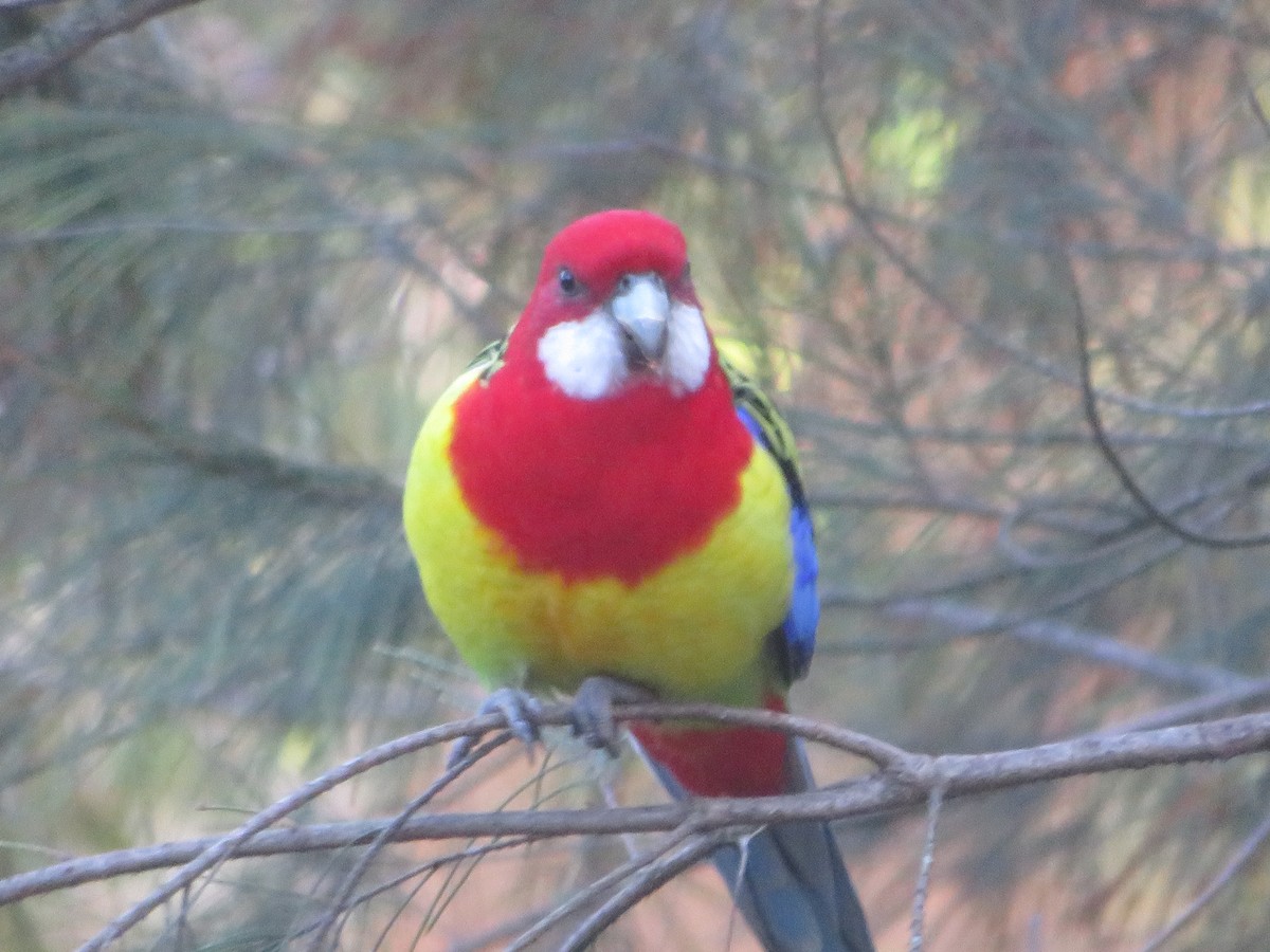Eastern Rosella - ML636578055