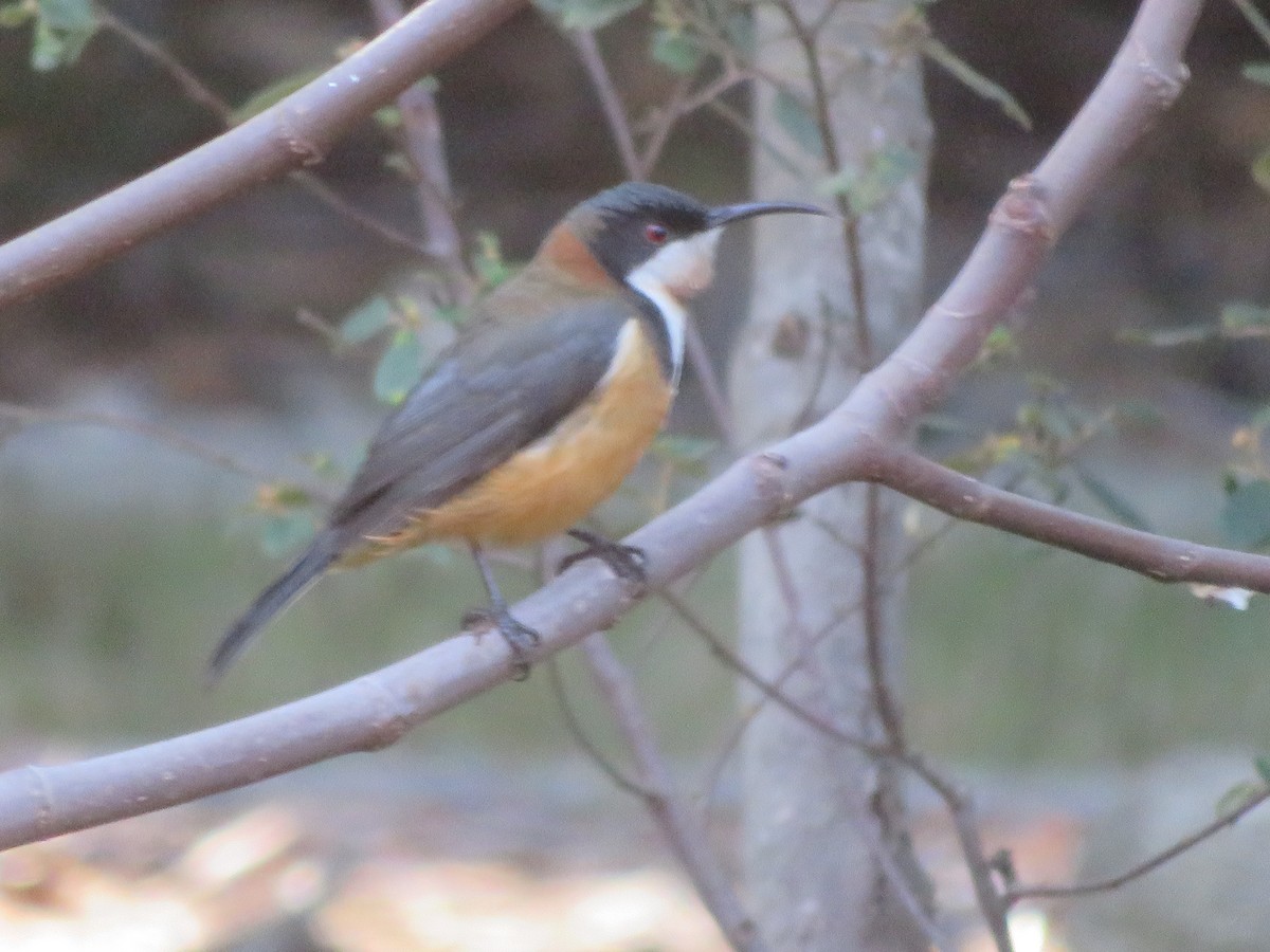 Eastern Spinebill - ML636578067