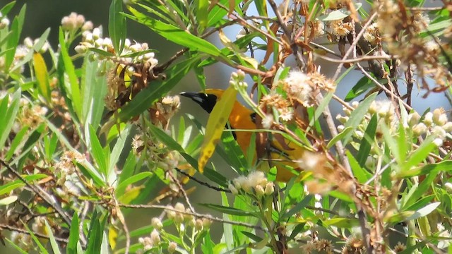 Hooded Oriole (nelsoni Group) - ML636578139