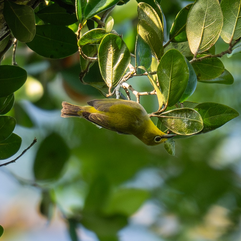 Ashy-bellied White-eye (Ashy-bellied) - ML636578140