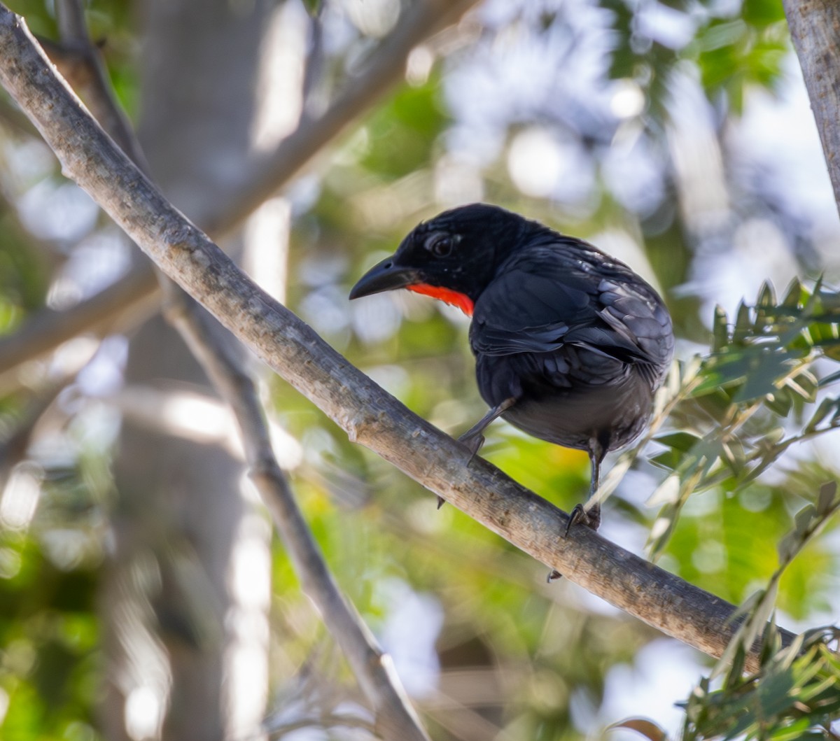 Scarlet-throated Tanager - ML636578160