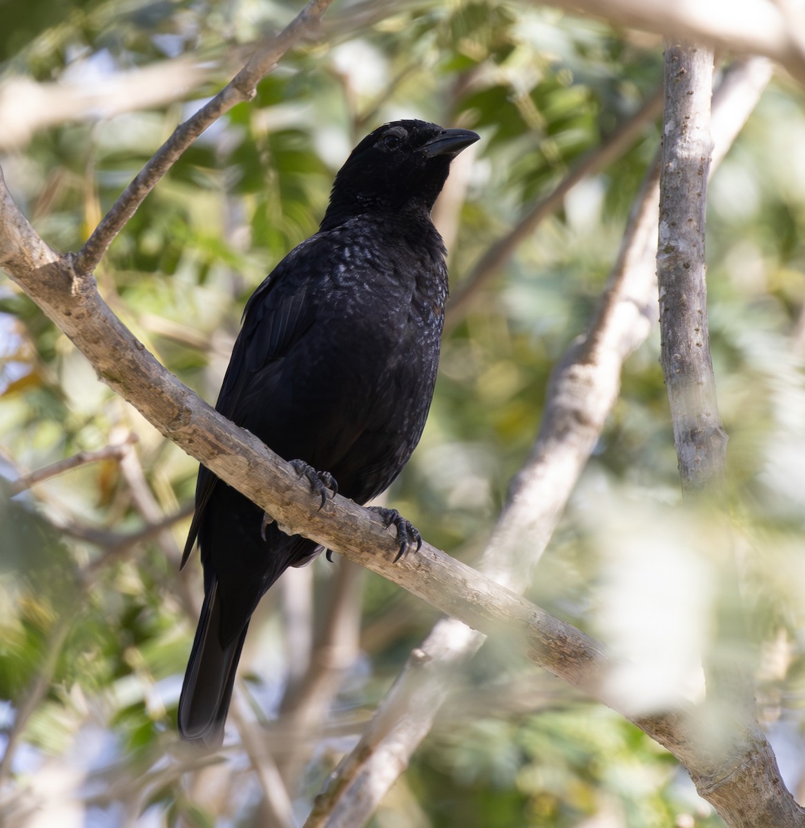 Scarlet-throated Tanager - ML636578161