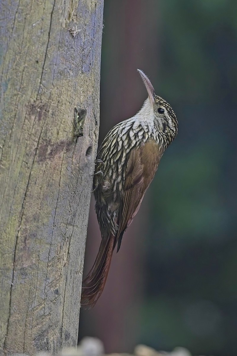 Scaled Woodcreeper (Scaled) - ML636578233