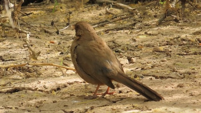 Abert's Towhee - ML636578248