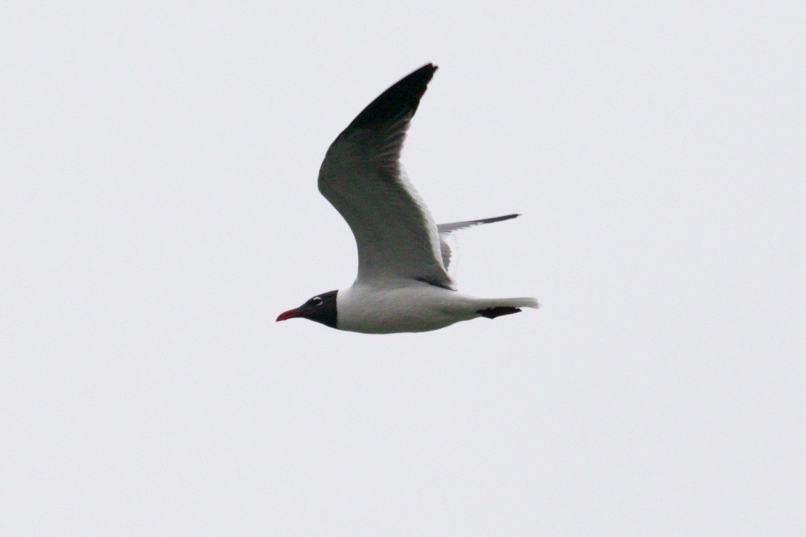 Mouette atricille - ML636578251