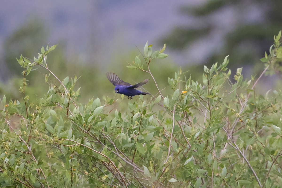 Blue Grosbeak - ML636578255