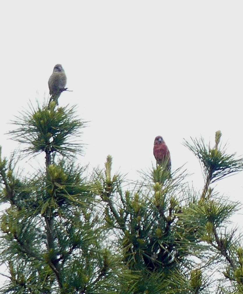 Red Crossbill (Appalachian or type 1) - ML636578404