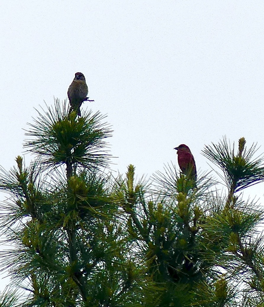 Red Crossbill (Appalachian or type 1) - ML636578405