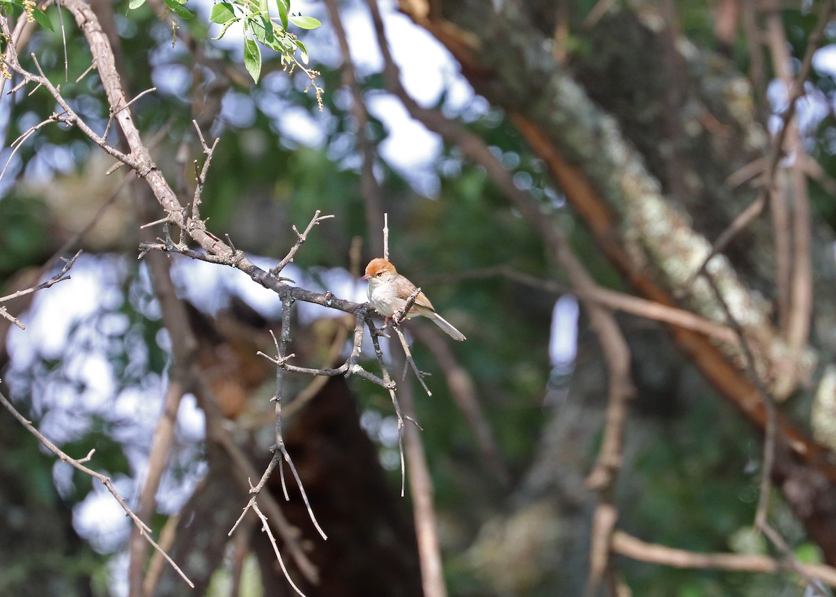 Piping Cisticola - ML636578524