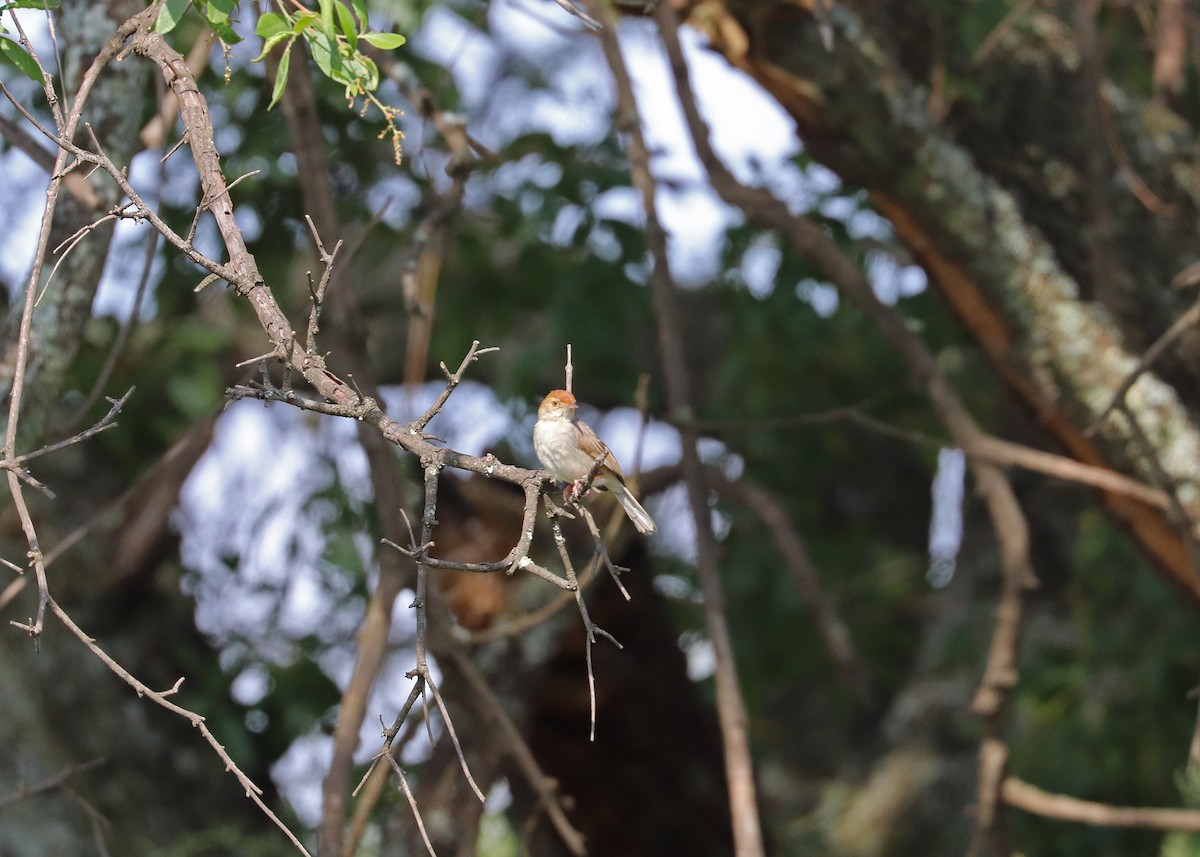 Piping Cisticola - ML636578525