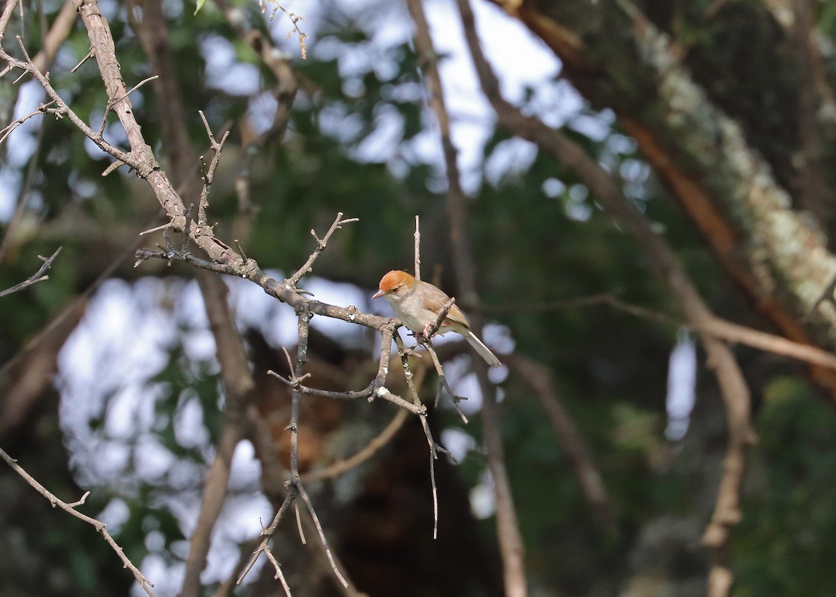 Piping Cisticola - ML636578526