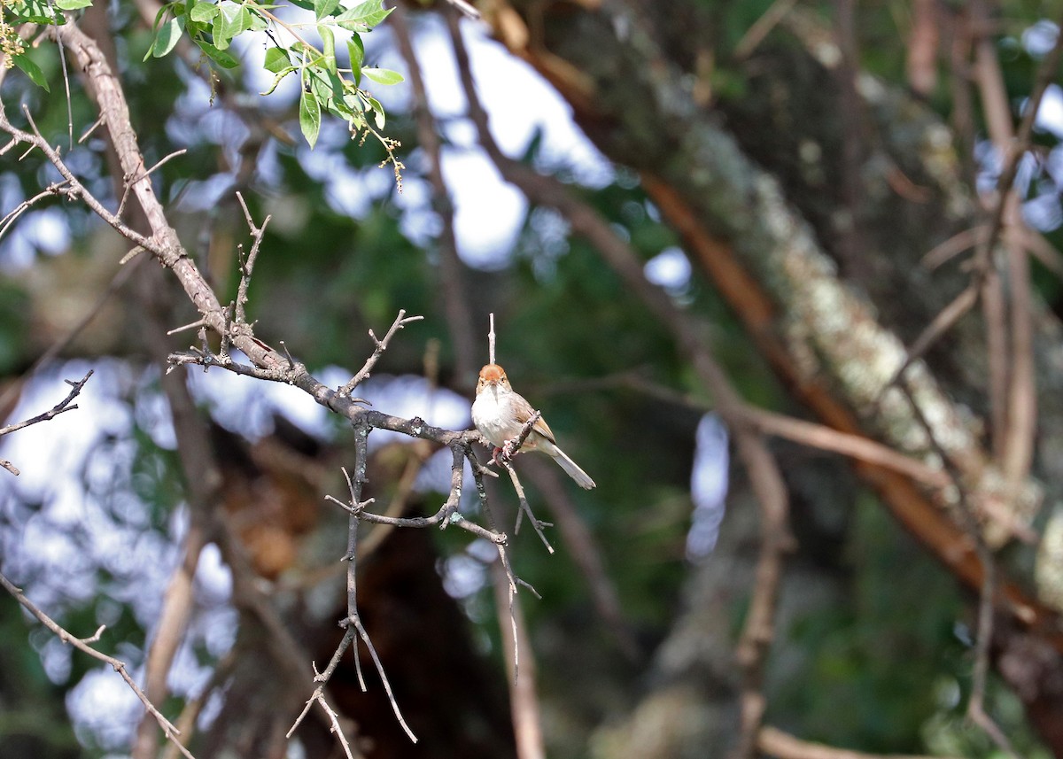 Piping Cisticola - ML636578527