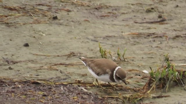Semipalmated Plover - ML636578588