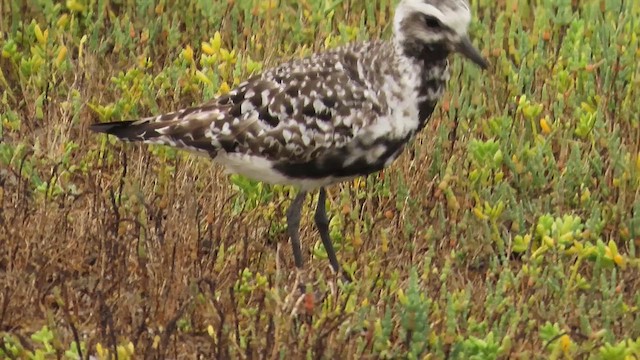 Black-bellied Plover - ML636578604