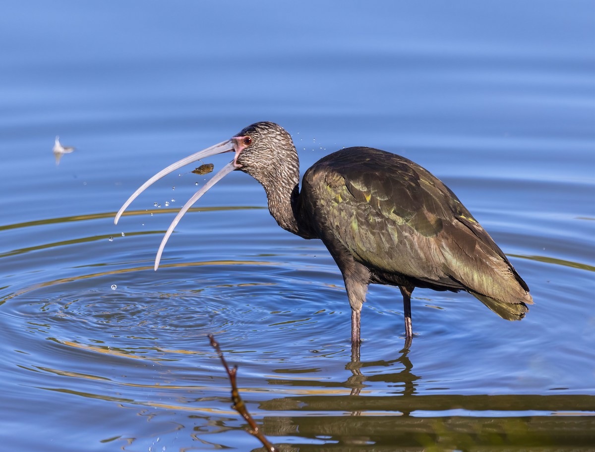 White-faced Ibis - ML636578653