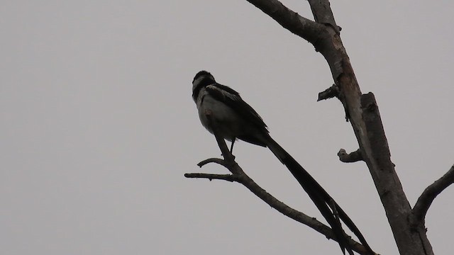 Pin-tailed Whydah - ML636578723