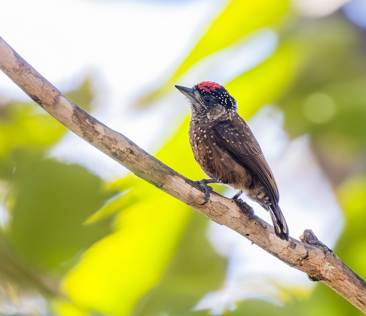 Spotted Piculet - ML636578761