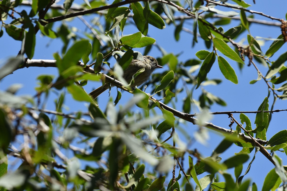 Hutton's Vireo - ML636578762