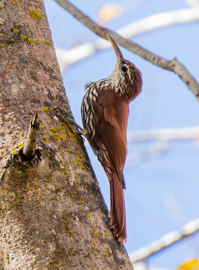 Scaled Woodcreeper (Wagler's) - ML636578774