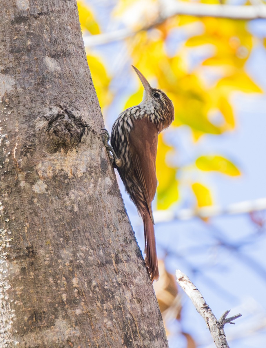 Scaled Woodcreeper (Wagler's) - ML636578775