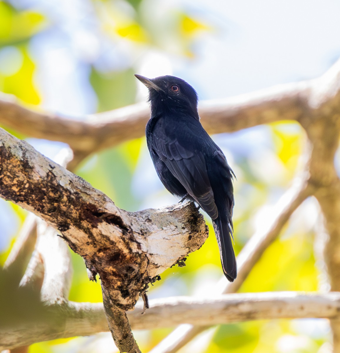 Caatinga Black-Tyrant - ML636578791