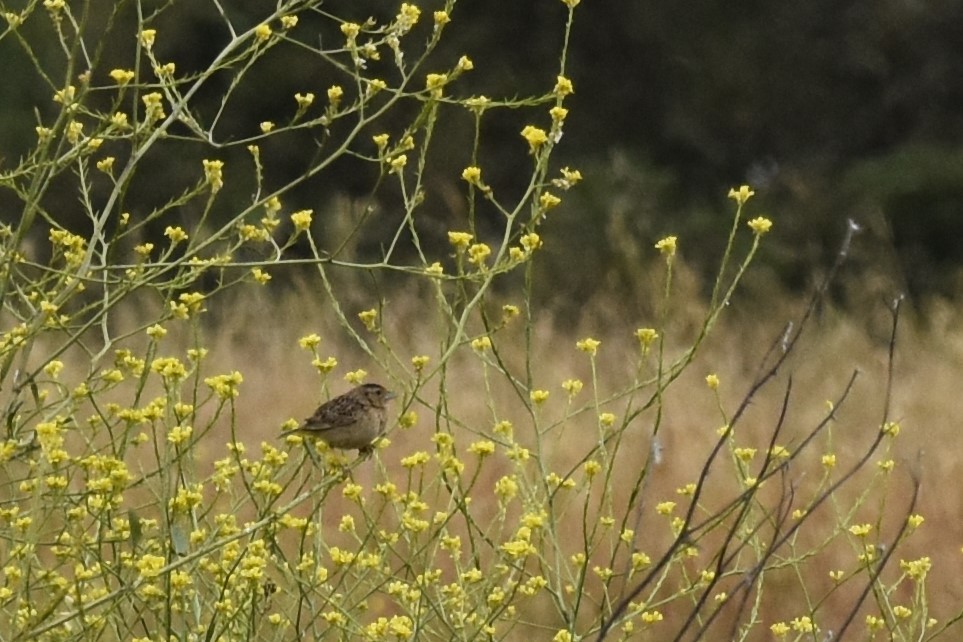 Grasshopper Sparrow - ML636578838