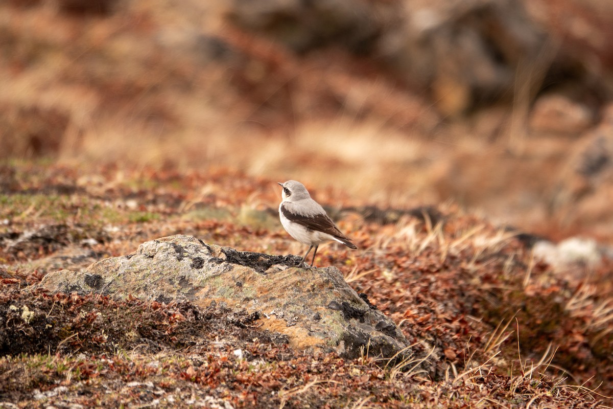 Northern Wheatear - ML636578847