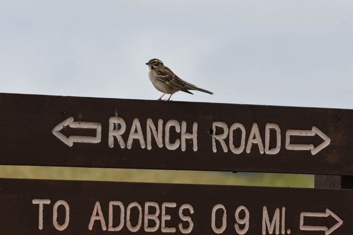 Lark Sparrow - ML636578865