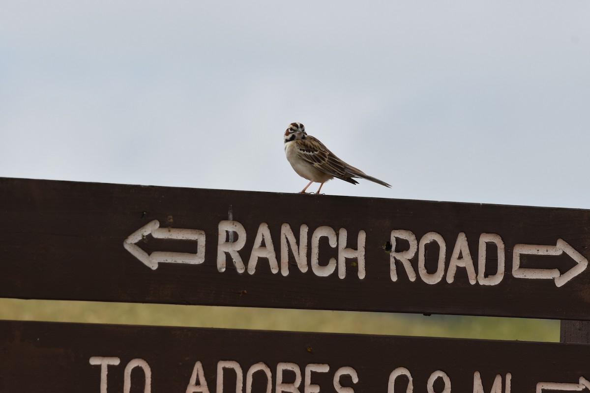 Lark Sparrow - ML636578866