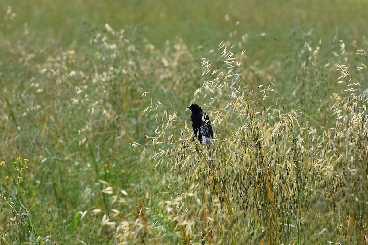 Red-winged Blackbird - ML636578880
