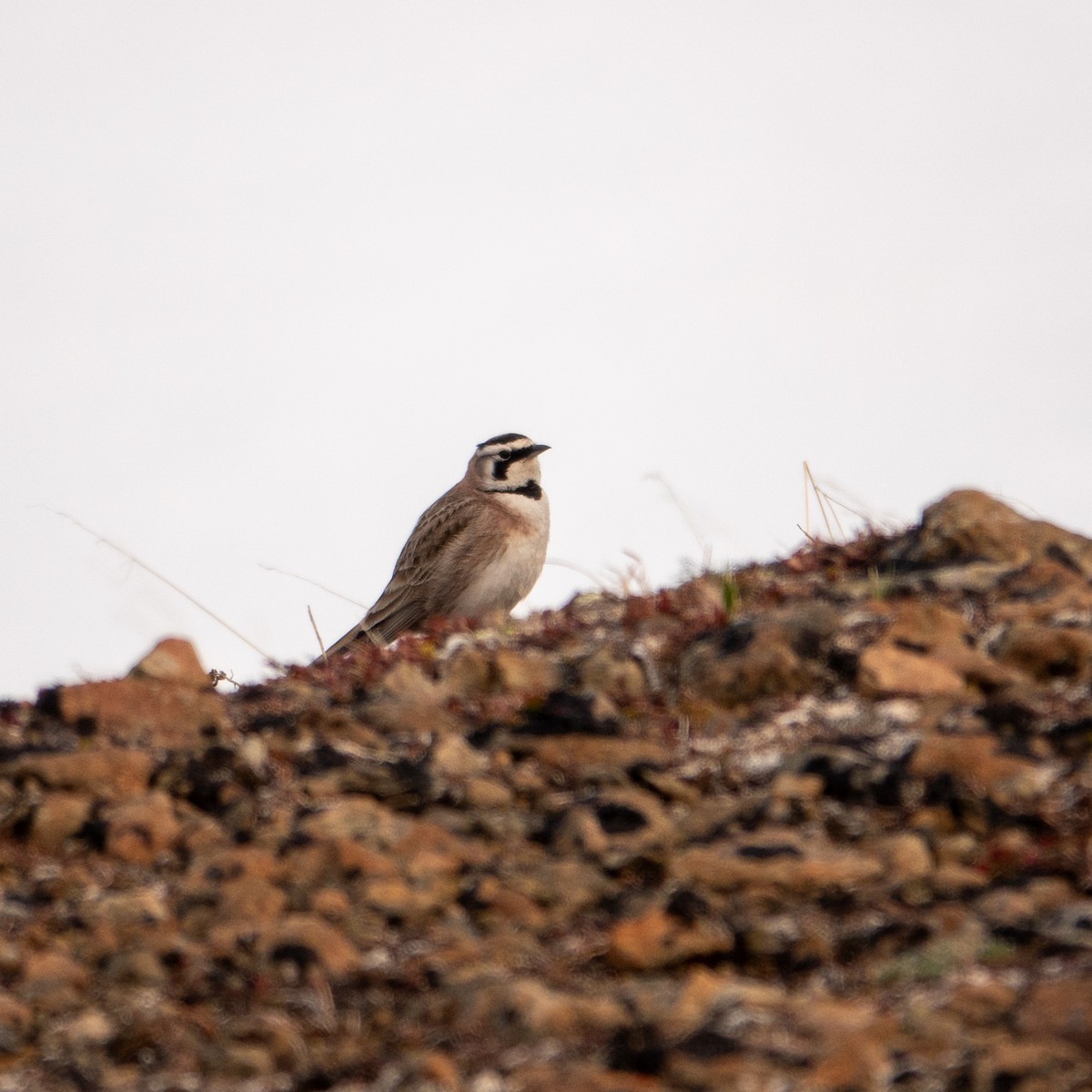 Horned Lark - ML636578882