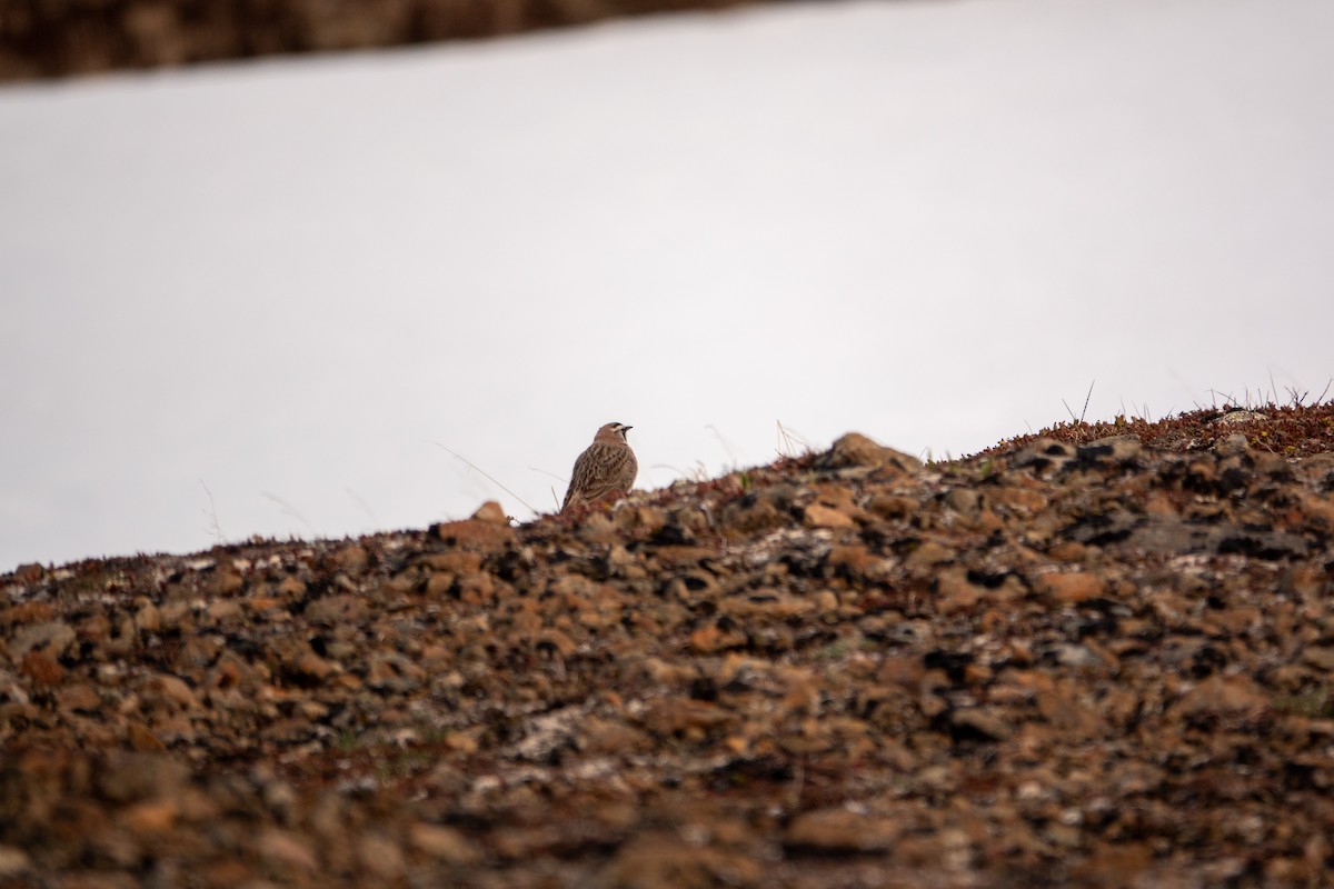 Horned Lark - ML636578883