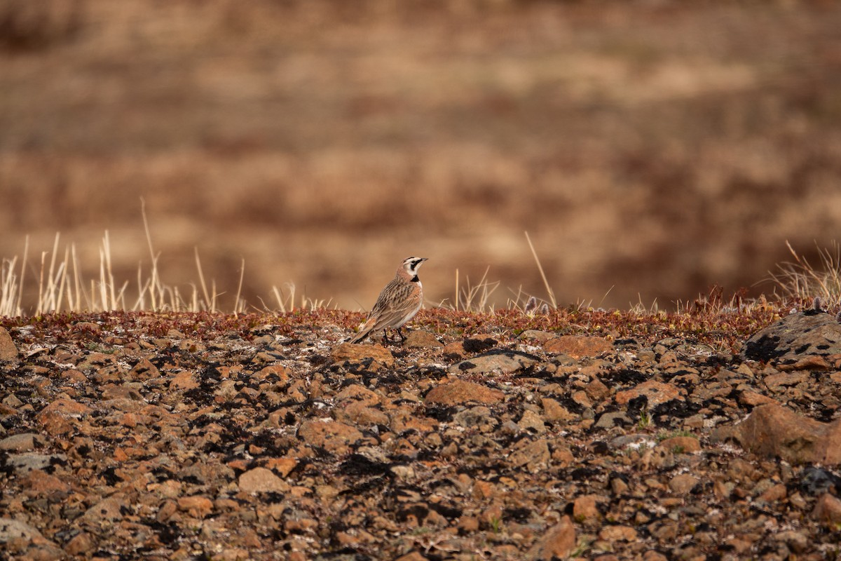 Horned Lark - ML636578884