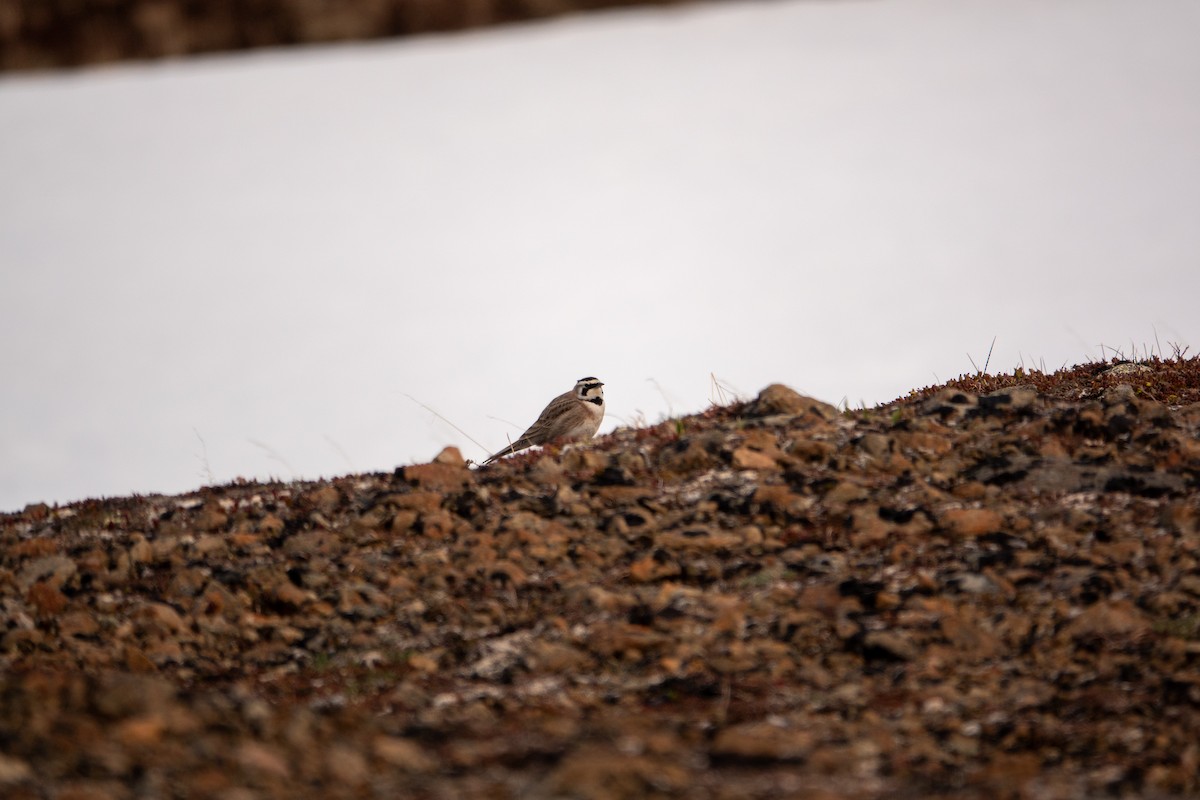 Horned Lark - ML636578885