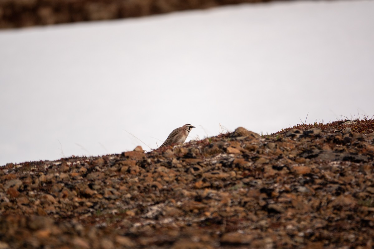 Horned Lark - ML636578886