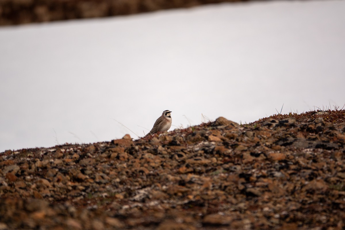 Horned Lark - ML636578887