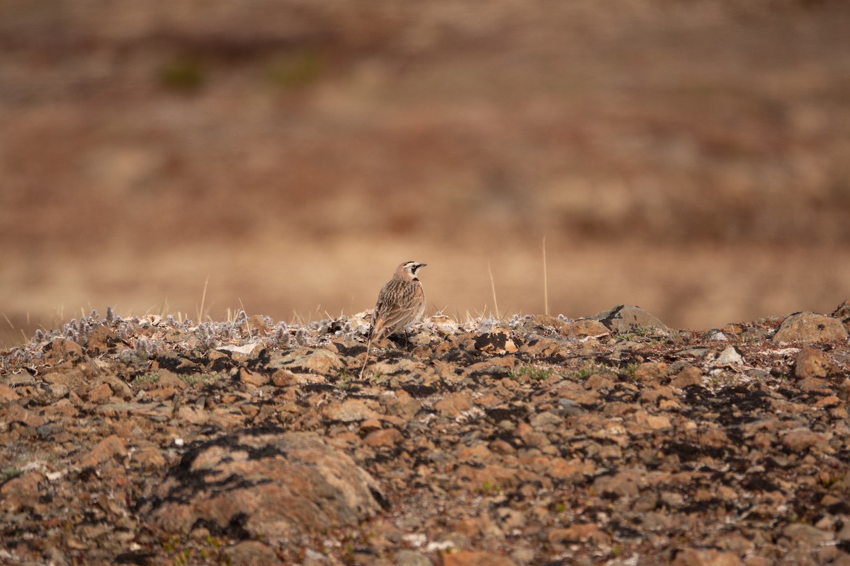 Horned Lark - ML636578888