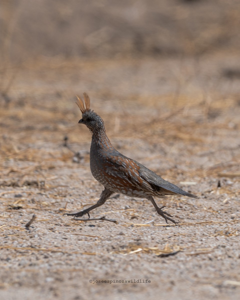 Elegant Quail - ML636578942